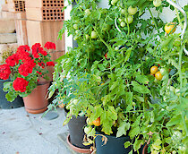 Tomatenstrauch - Bayerischer Wald Ferienwohnung